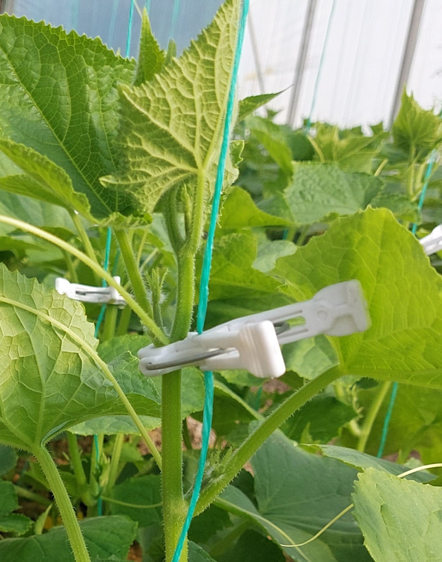 گیره بوته فنردار بسته ی 1500عددی گلخانه ای